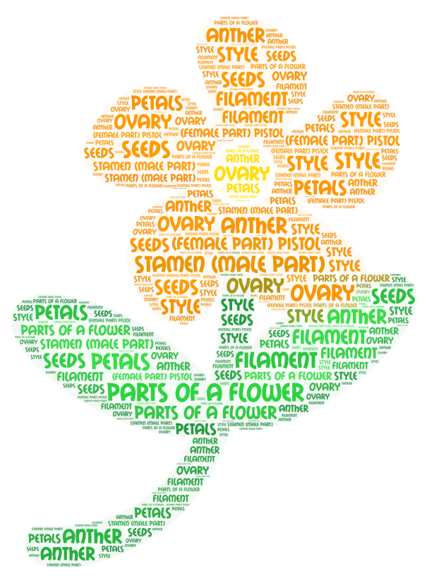 parts of a flower – WordArt.com