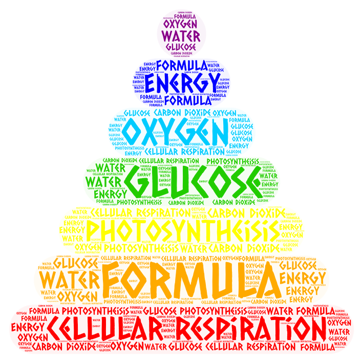 Cellular Respiration Photosynthesis Wordart Com